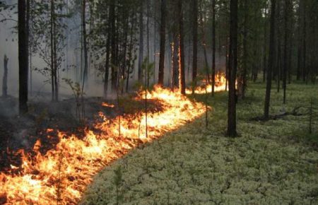 Загорілись 20 га лісу на Херсонщині