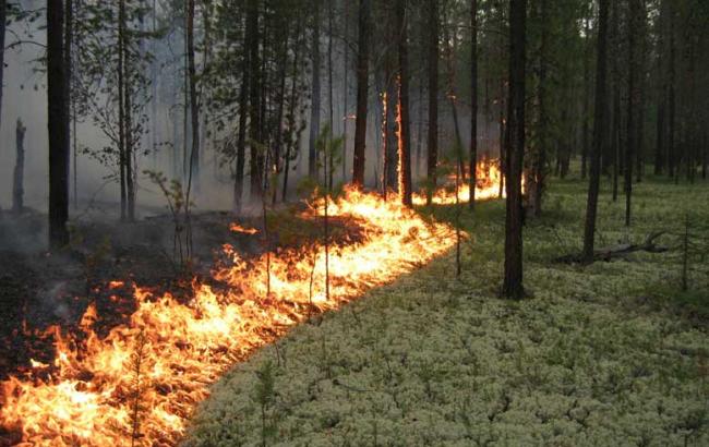 Загорілись 20 га лісу на Херсонщині