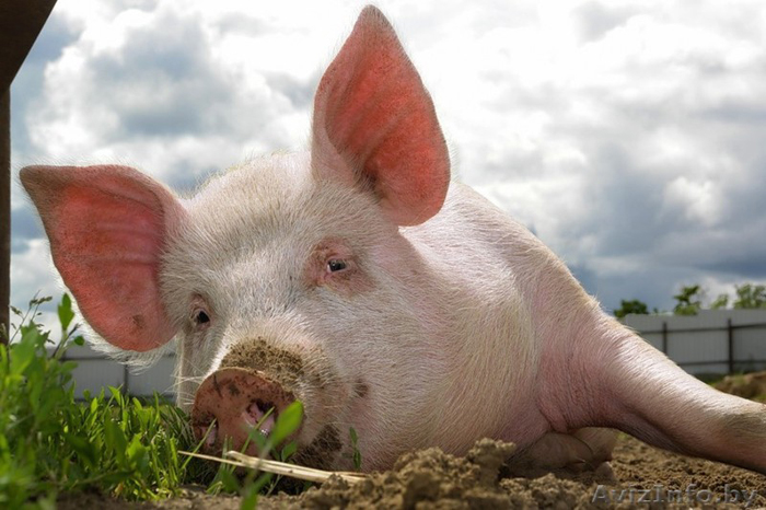 В двох областях України зафіксований спалах чуми свиней