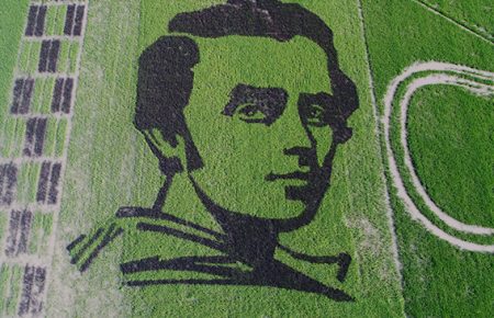 Є новий рекорд — в України виростили величезний портрет Тараса Шевченка на рисовому полі