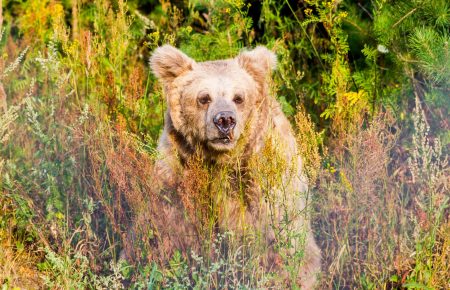 Як живуть ведмеді у притулку «Домажир» (ФОТО)