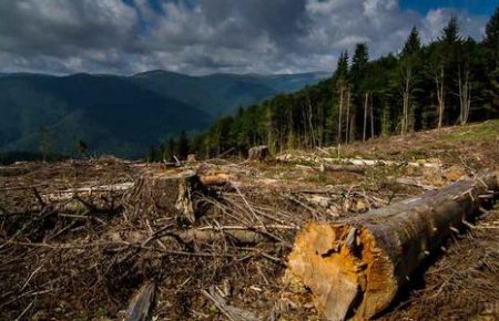 Вирубка лісів: посилили відповідальність за знищення дерев