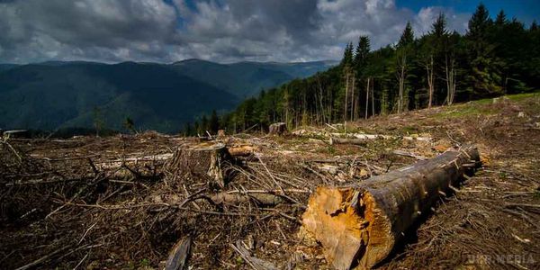 Вирубка лісів: посилили відповідальність за знищення дерев