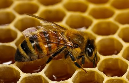 Бджільництво збереглося, бо в цю галузь не втручалась держава, — бджоляр