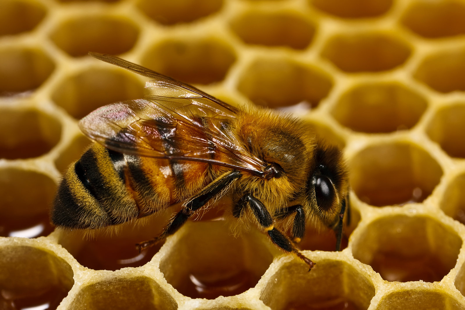 Бджільництво збереглося, бо в цю галузь не втручалась держава, — бджоляр