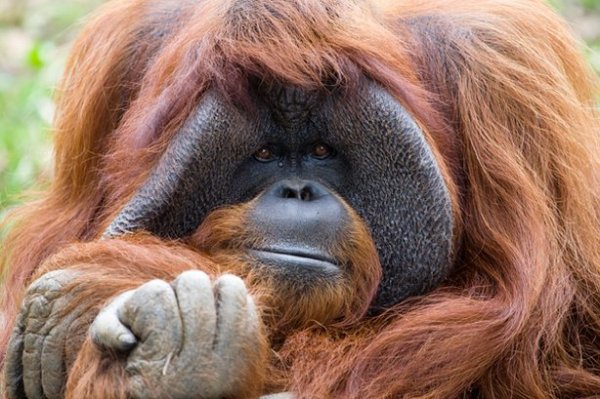 В Атланті помер орангутанг, який одним з першим вивчив мову жестів