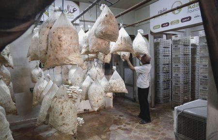 В сирійському місті, яке перебуває в облозі, м’ясо замінили на гриби (ФОТО)