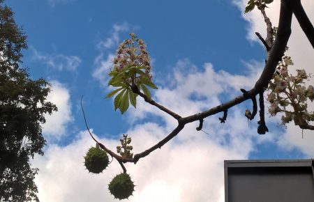Весна восени: у Києві квітнуть дерева. На гілках квіти і плоди одночасно (ФОТО)