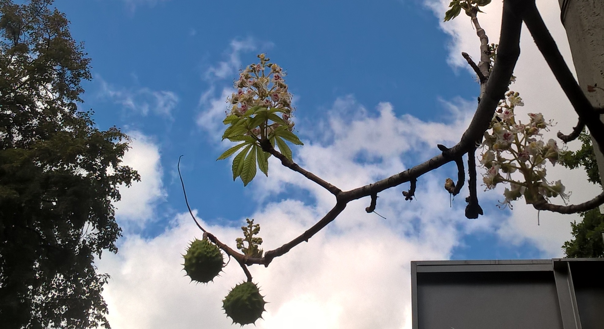 Весна восени: у Києві квітнуть дерева. На гілках квіти і плоди одночасно (ФОТО)