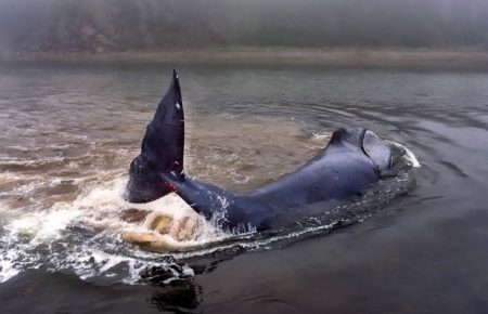 МНС РФ спрямовує гелікоптер на допомогу застряглому в гирлі річки киту