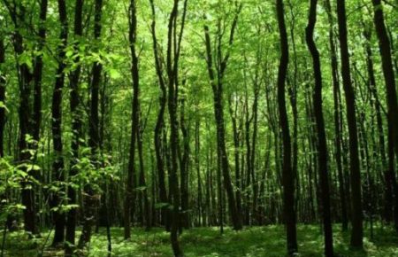 До 5 мільйонів кубометрів лісів на рік вирубується нелегально, — Дмитро Карабчук