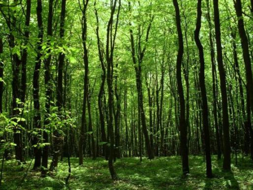 До 5 мільйонів кубометрів лісів на рік вирубується нелегально, — Дмитро Карабчук