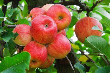 Українські виробники яблук: втратили ринок РФ, але цього року прорвалися до Великої Британії, Швеції й Іспанії