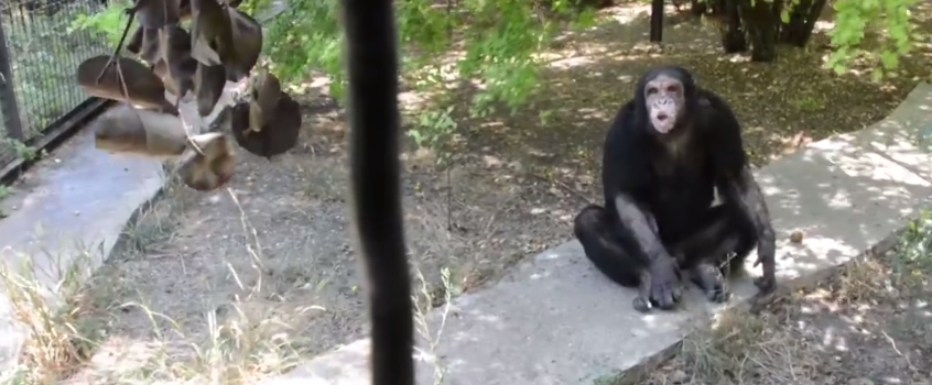 В кримському сафарі-парку з’явились шимпанзе з Червоної книги (ВІДЕО)