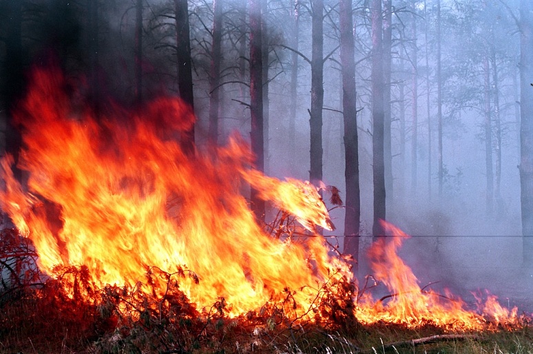 В Україні оголошено надзвичайну пожежну небезпеку 12-14 серпня