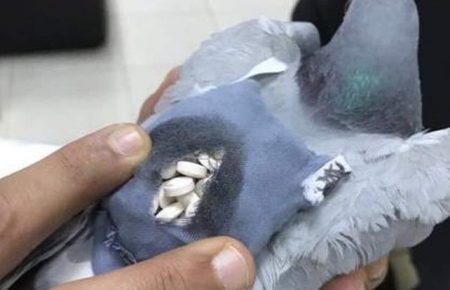 В Аргентині застрелили голуба-наркокур'єра (ФОТО)