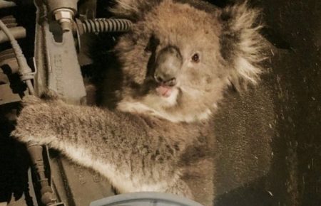 В Австралії коала залізла за колесо вантажівки і про проїхала там 16 км (ФОТО)
