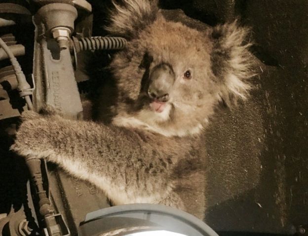 В Австралії коала залізла за колесо вантажівки і про проїхала там 16 км (ФОТО)