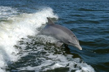 Дельфінам властиві культурні традиції, — зоолог