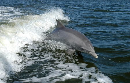 Дельфінам властиві культурні традиції, — зоолог