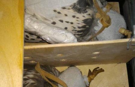 З України намагалися у валізі вивезти птахів, занесених до Червоної книги (ФОТО)
