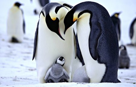 У Норвегії пінгвінів вакцинують від пташиного грипу