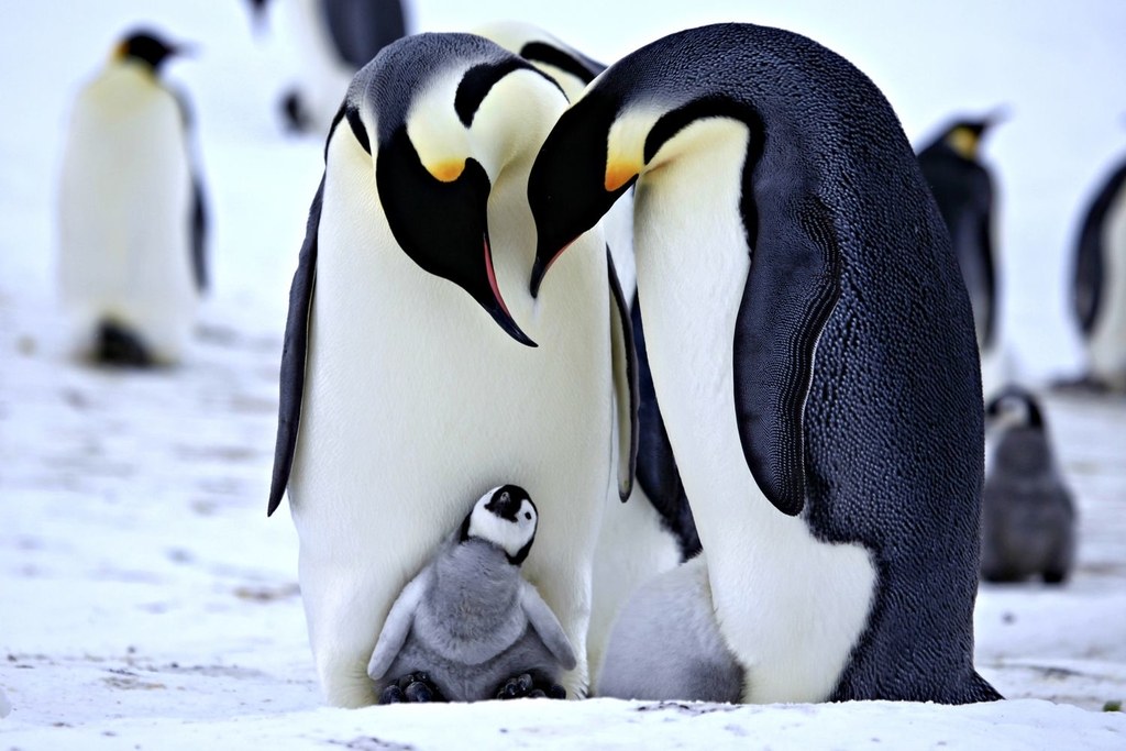 У Норвегії пінгвінів вакцинують від пташиного грипу