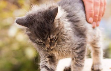 Навіщо Київський котячий притулок шукає волонтерів, які б гладили котів?
