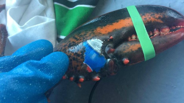 Знайдений канадцями «татуйований» лобстер нагадав про забрудненість Світового океану