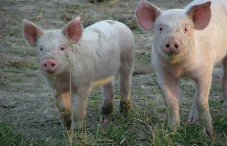 В Одеській області зафіксовано спалах африканської чуми свиней