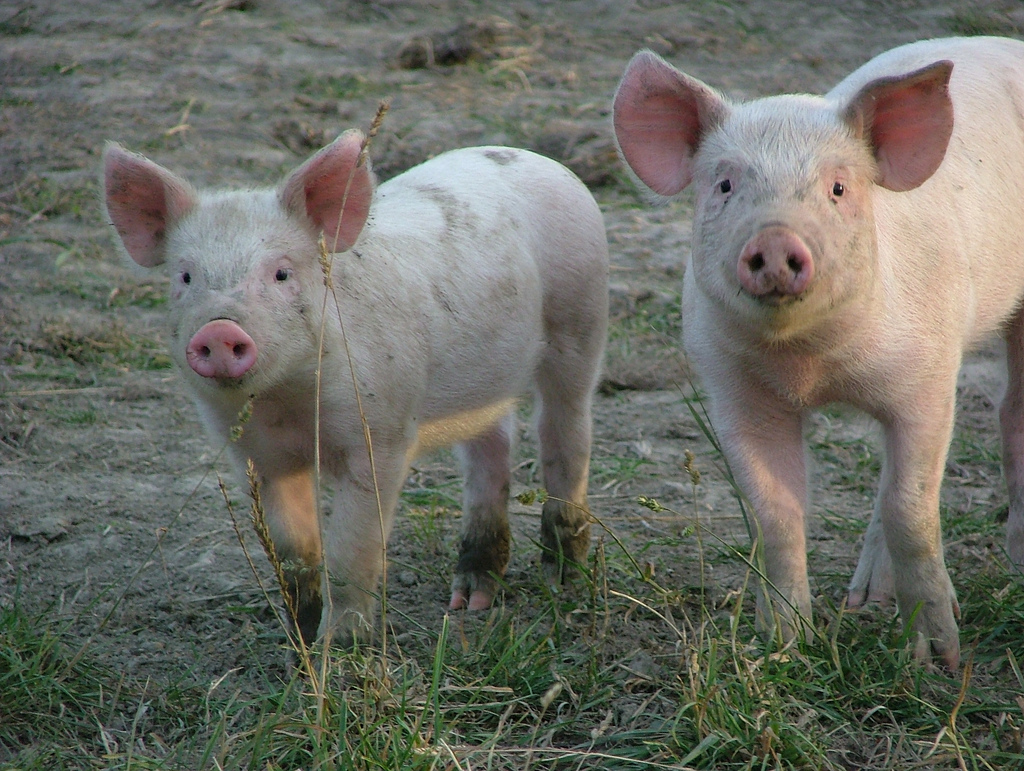В Одеській області зафіксовано спалах африканської чуми свиней