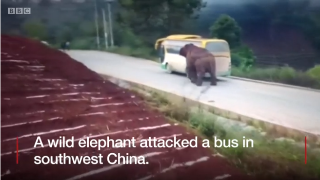 Дикий слон атакував автобус на північному заході Китаю (ВІДЕО)