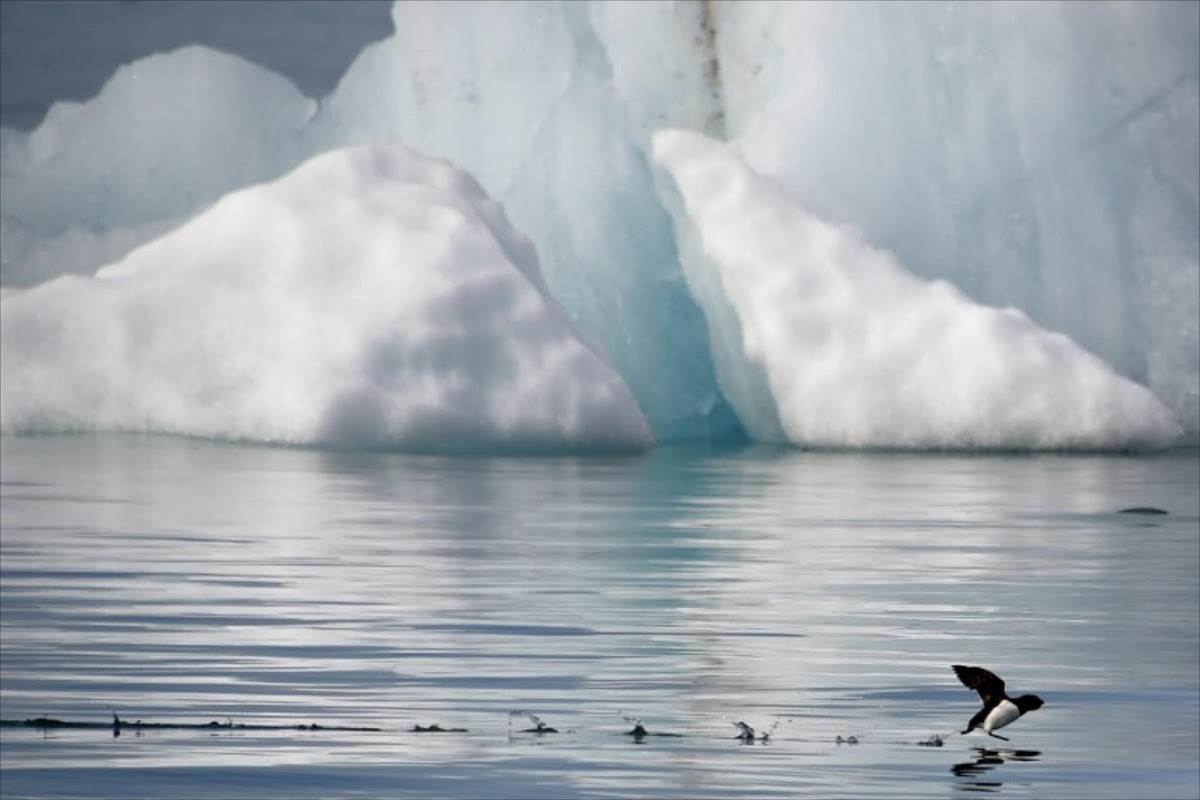 Провідні риболовні нації погодилися призупинити рибний промисел у водах Північного Льодовитого океану