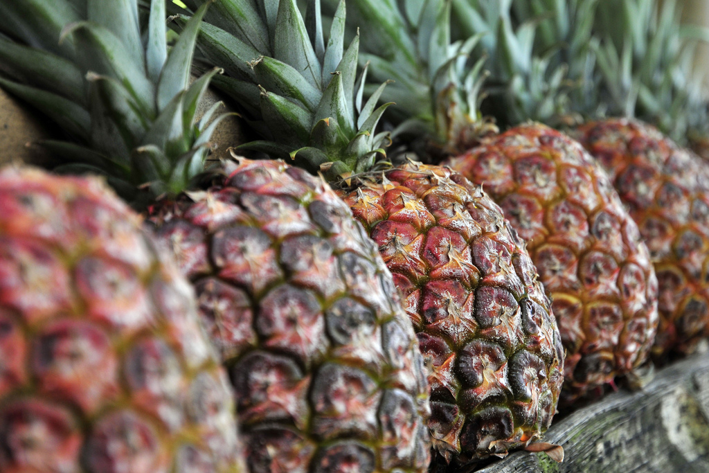 В Іспанії поліція вилучила майже тонну кокаїнових ананасів (ФОТО, ВІДЕО)