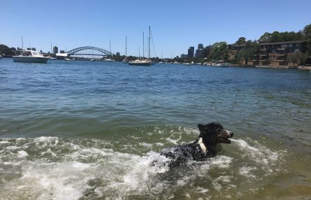 У Сіднеї зафіксували найспекотніший день за останні 79 років (ФОТО)