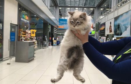 Завдяки Facebook покинута в «Жулянах» кішка з блакитними очима знайшла нову родину