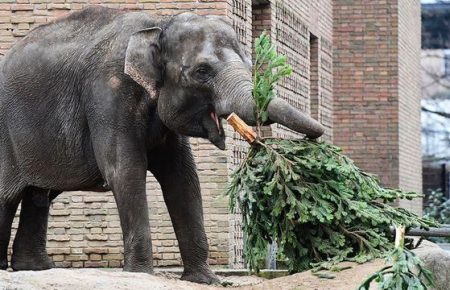Різдвяна вечеря по-берлінськи: слонів частують ялинками (ВІДЕО)