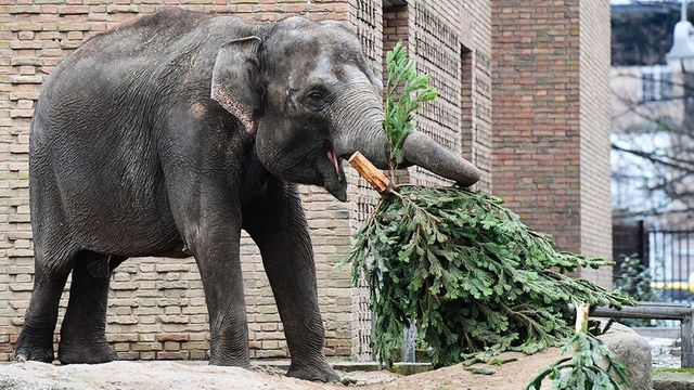 Різдвяна вечеря по-берлінськи: слонів частують ялинками (ВІДЕО)