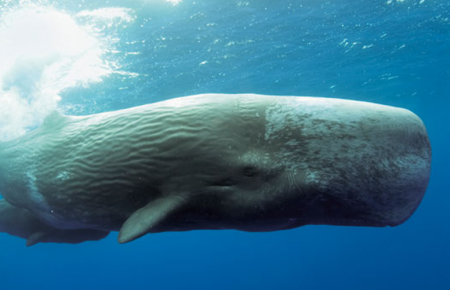 У Тихому океані кит «урятував» жінку від акули (ВІДЕО)