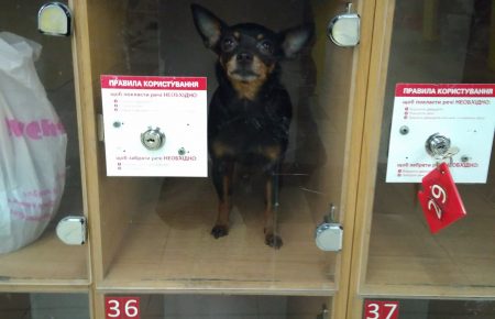 У Херсоні собаку залишили у камері схову(ФОТО)