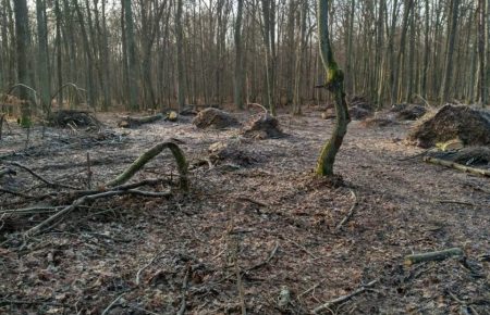 Еколог заявляє про незаконні рубки дерев у «Цуманській пущі» на Волині