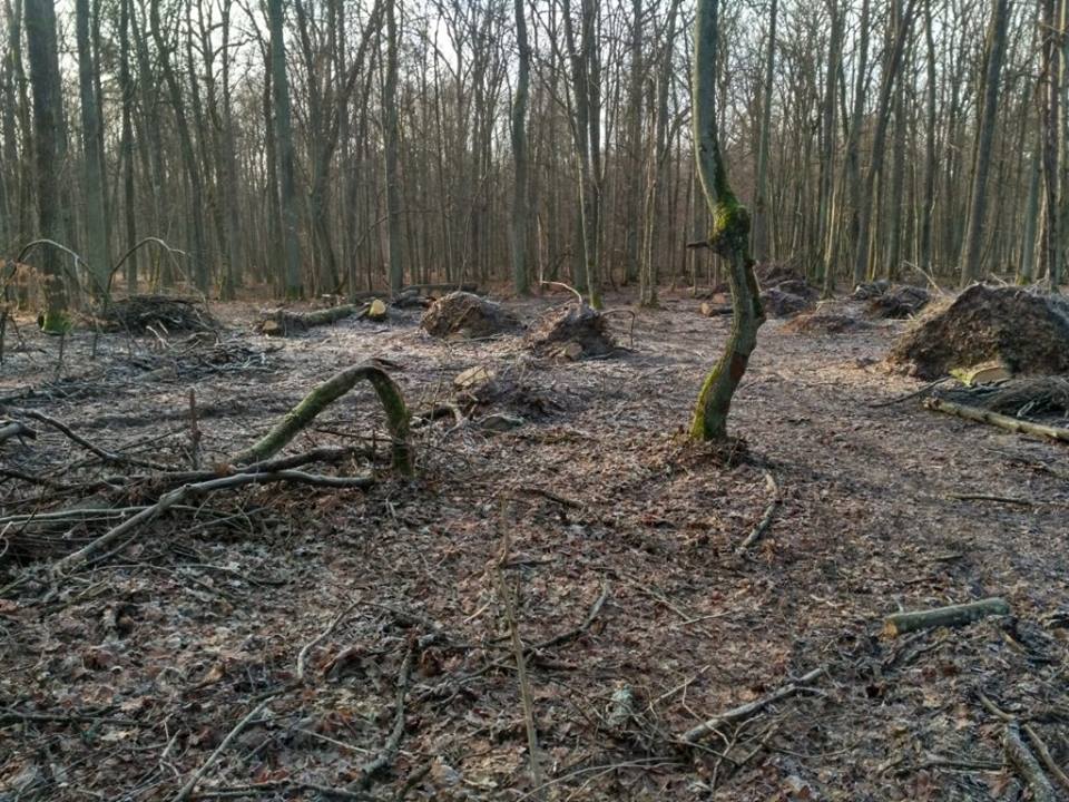 Еколог заявляє про незаконні рубки дерев у «Цуманській пущі» на Волині