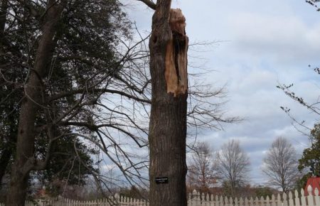 У США буря зламала посаджене 227 років тому Джорджем Вашингтоном дерево (ФОТО)