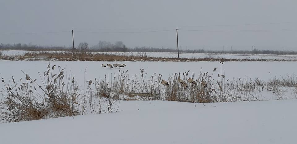 В Україні через снігопади замерзають лелеки (ФОТО)