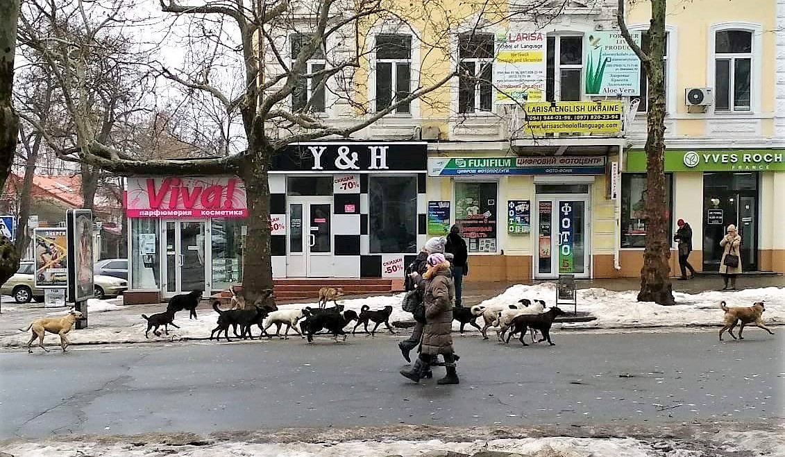 Миколаївці потерпають від нападів агресивних собак і вимагають їх присипляти
