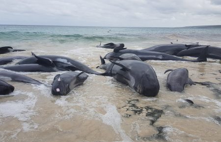 В Австралії 150 дельфінів викинулись на берег, 135 з них — загинули (ФОТО, ВІДЕО)