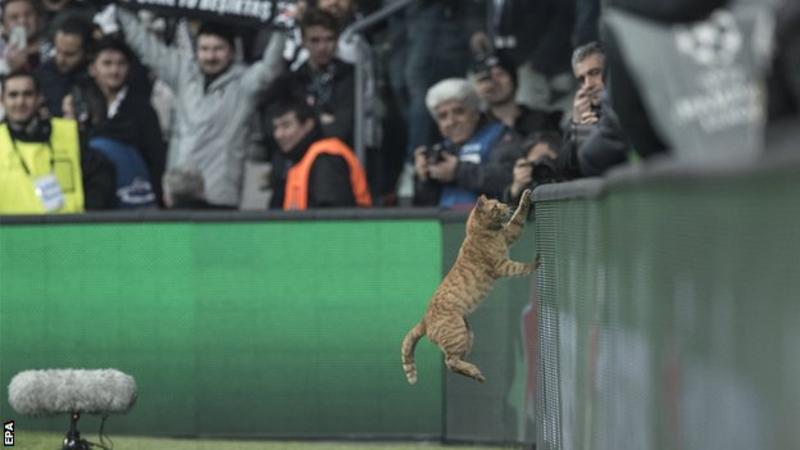 Через кота, який вибіг на поле, УЄФА відкрив дисциплінарну справу проти Бешікташа (ВІДЕО)