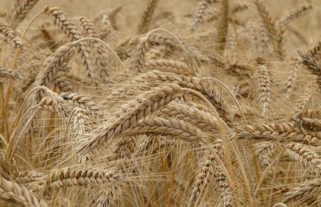 Україна отримає більшу квоту на експорт зерна в Ізраїль, ніж країни ЄС, - Микольська