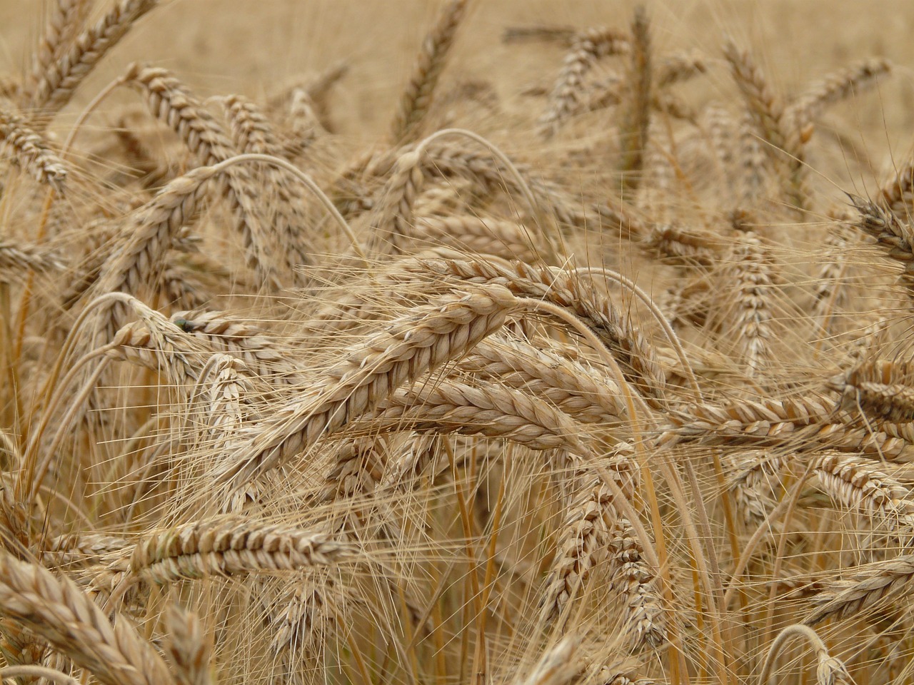 Україна отримає більшу квоту на експорт зерна в Ізраїль, ніж країни ЄС, - Микольська