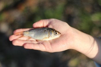 Щоб керувати рибним господарством, треба відрізняти щуку від карася, - очільник Асоціації рибалок України Щоб керувати рибним господарством, треба відрізняти щуку від карася, - очільник Асоціації рибалок України